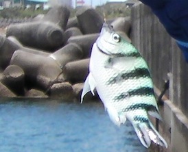SANYO DIGITAL CAMERA