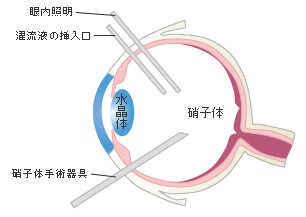 眼の構造